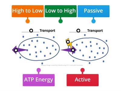 Cellular Transport