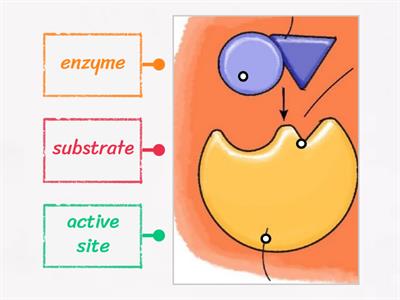 Label Enzyme