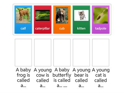  Animals and their young