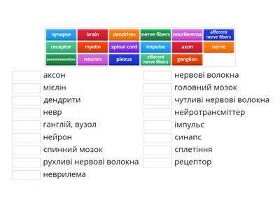 Nervous System