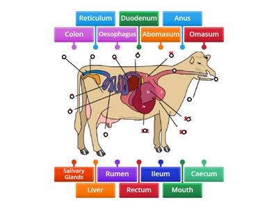 Task 3 label the Ruminant Digestive System