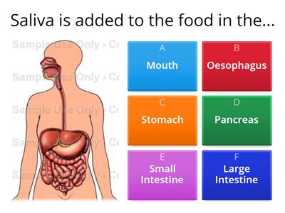Digestion Quiz