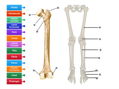 Leg Bones