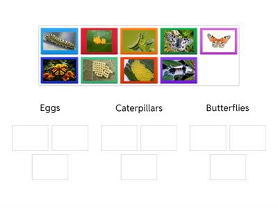 Sorting Butterfly life cycle