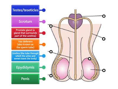First year Male Reproductive System 