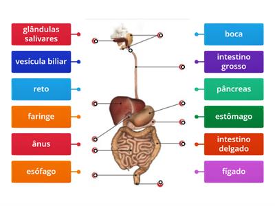 Sistema digestivo humano