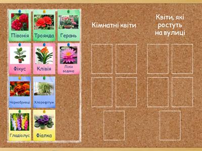 Інтерактивна гра( старший дошкільний вік)"Кімнатні рослини"