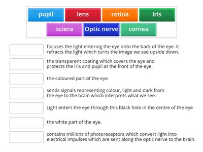 Structure and function of the eye