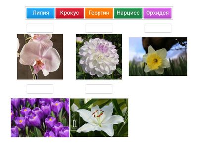 Соотнеси названия цветов с картинками