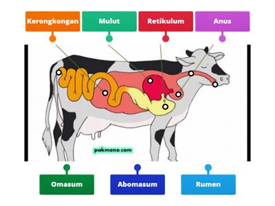 Peta Pikiran Organ Pencernaan Hewan Ruminansia