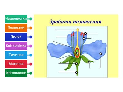 Будова квітки. Природа, 5 клас НУШ.