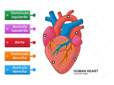 PARTES DEL CORAZÓN