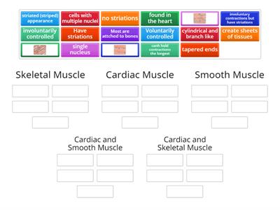 Muscle Tissue Review