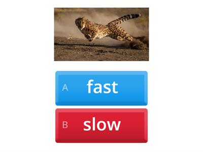 FAST-SLOW (ANIMALS)