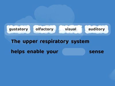 Respiratory System 