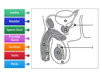  Male Reproductive System 1