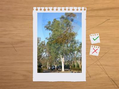 造丙植物識別(喬木)