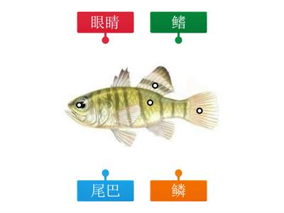 鱼的身体部位/ Fish body part