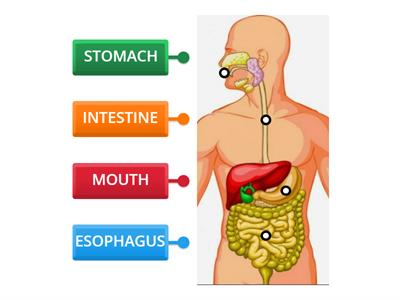 DIGESTIVE SYSTEM