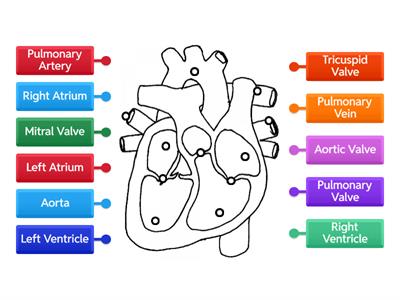 Heart- Structure