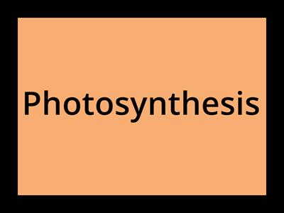 G2 - Truly Tall Trees