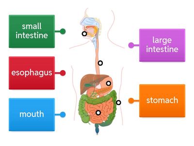 Digestive System