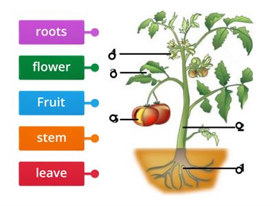 parts of the plants