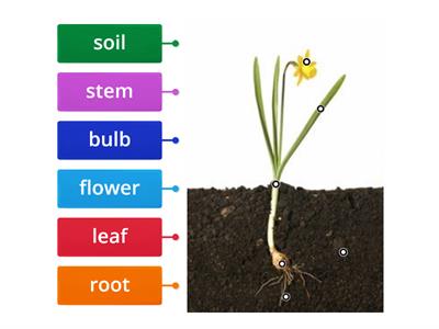  Label a plant Year 1