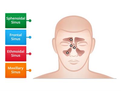 Medical Assisting: Respiratory System (Sinus Diagram)