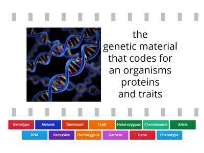 Genetics Vocabulary