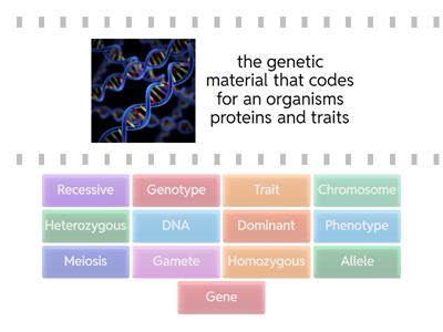 Genetics Vocabulary