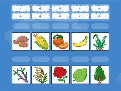 卓群初級認證-聽力測驗-3.植(食)物/水果