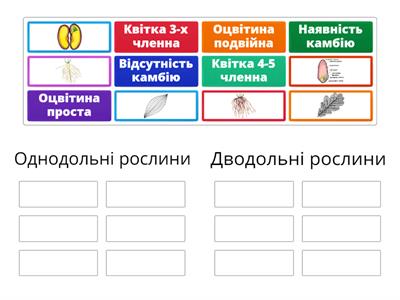 Однодольні і дводольні рослини