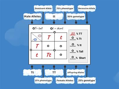 Punnett Squares Diagram