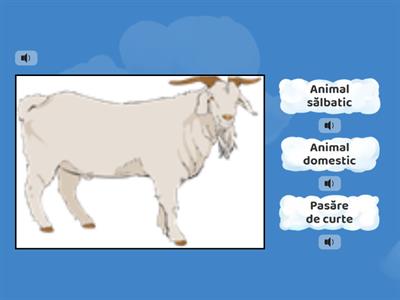  Animale - exerciții