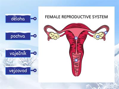 Pohlavní soustava ženy