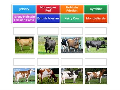 Dairy Breeds