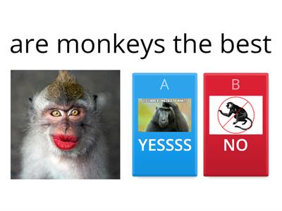 monkey