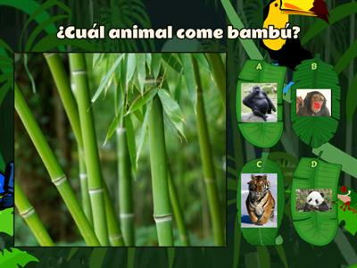 animal quiz