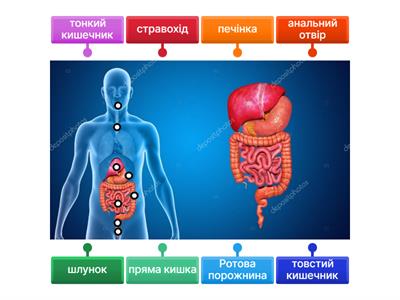 Будова травної системи