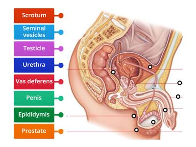 Male reproductive system