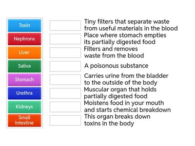 Digestive and Excretory System