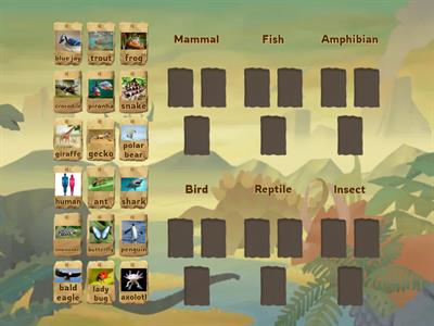 Animal Classification 