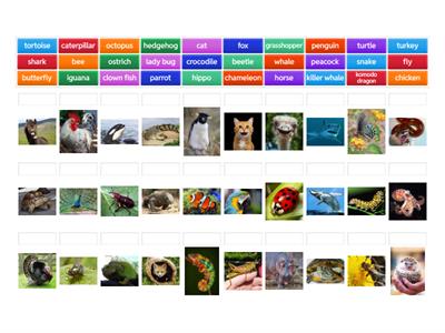 Animals (Stars 3 Module 2)