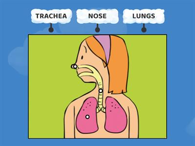 RESPIRATORY SYSTEM