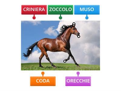 RICONOSCIMENTO PARTI DI OGGETTO - ANIMALI- CAVALLO