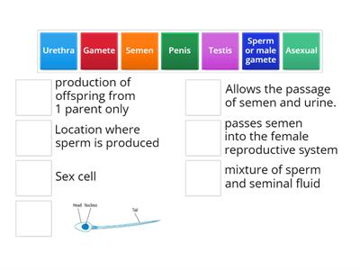 Male reproductive system 