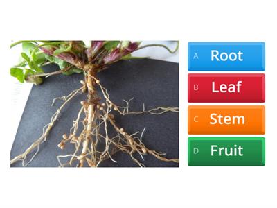 Plant parts and its functions