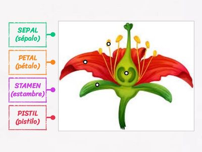 007_PARTS OF A FLOWER 