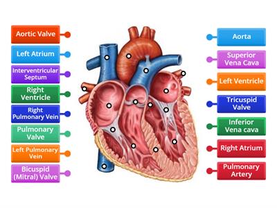 Heart Diagram